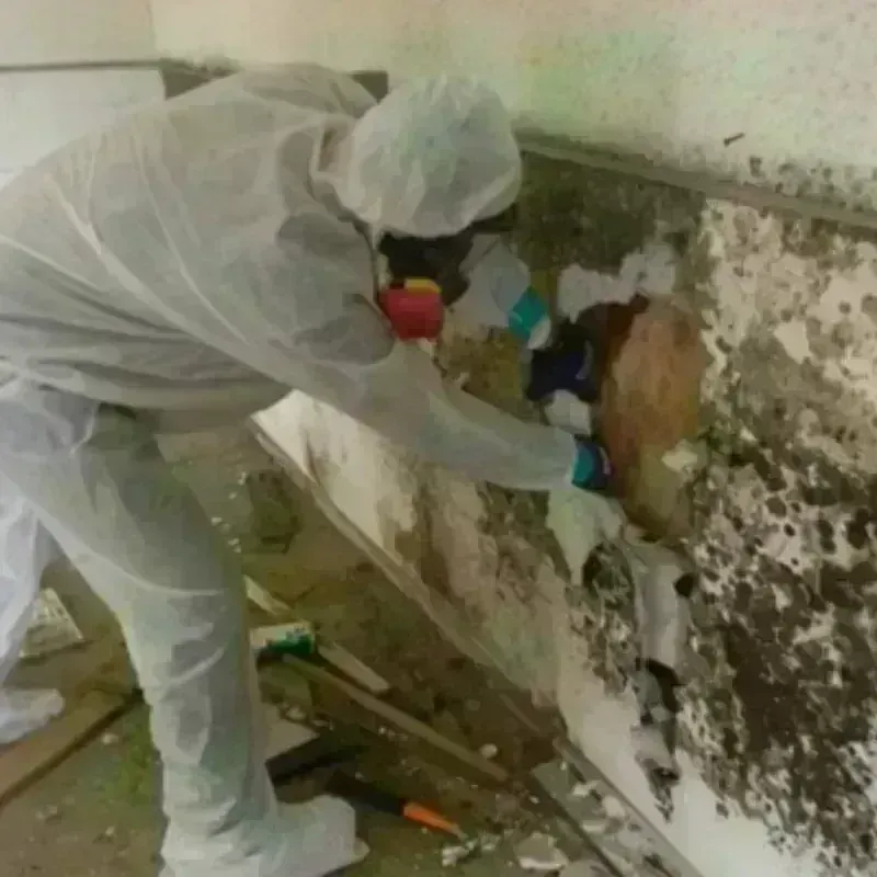 Mold Remediation and Removal in Junction City, KY